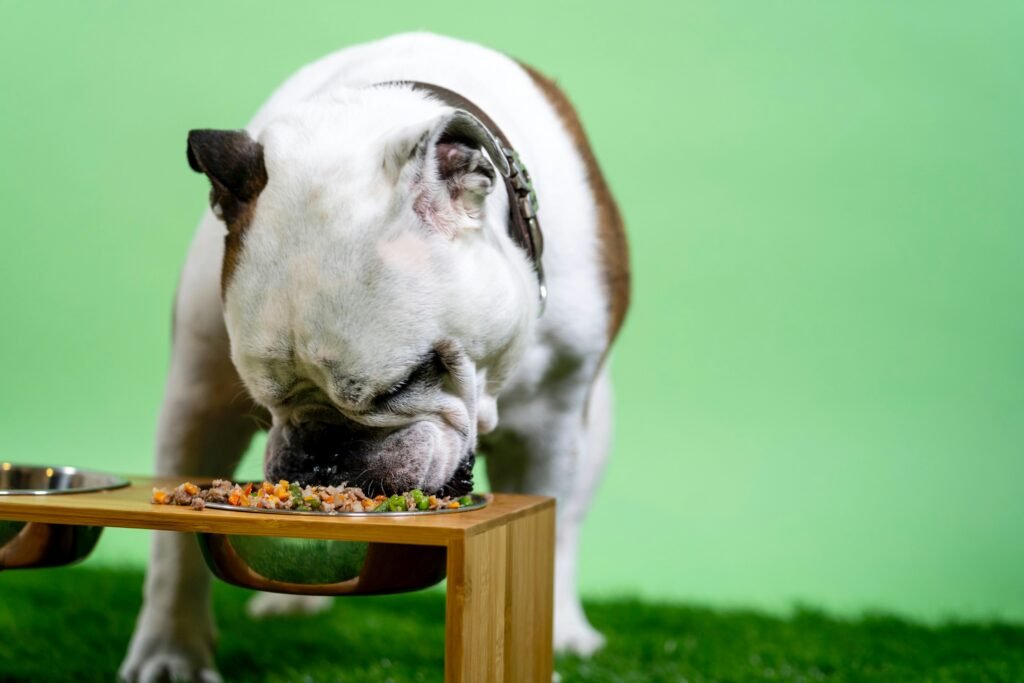 senior large breed dog eating from elevated bowl