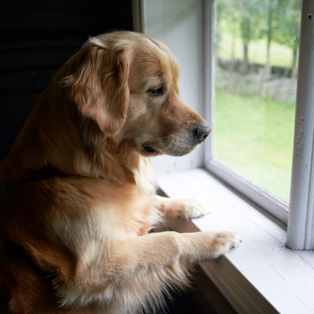 senior large breed dog looking out window