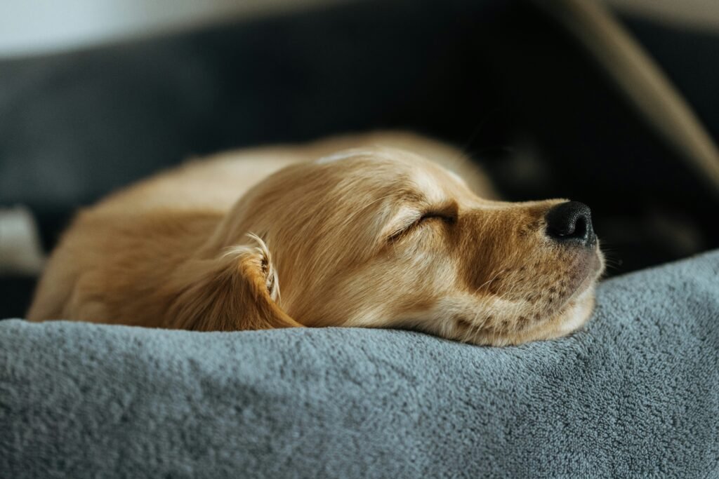 Memory foam dog beds large breeds: large dog resting on thick pet mattress indoors.
