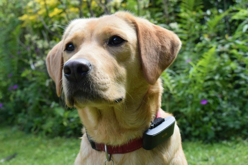 senior large breed dog wearing GPS tracker collar