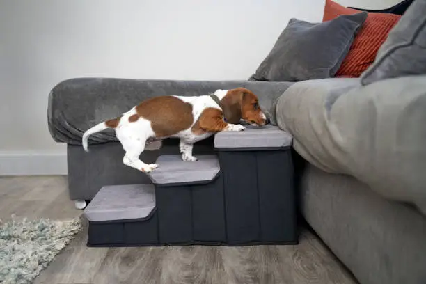 senior large breed dog climbing stairs to bed
