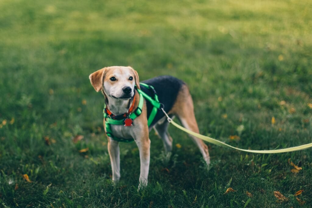 senior large breed dog wearing support harness