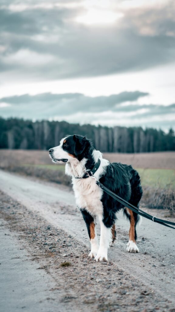 senior large breed dog walking on leash