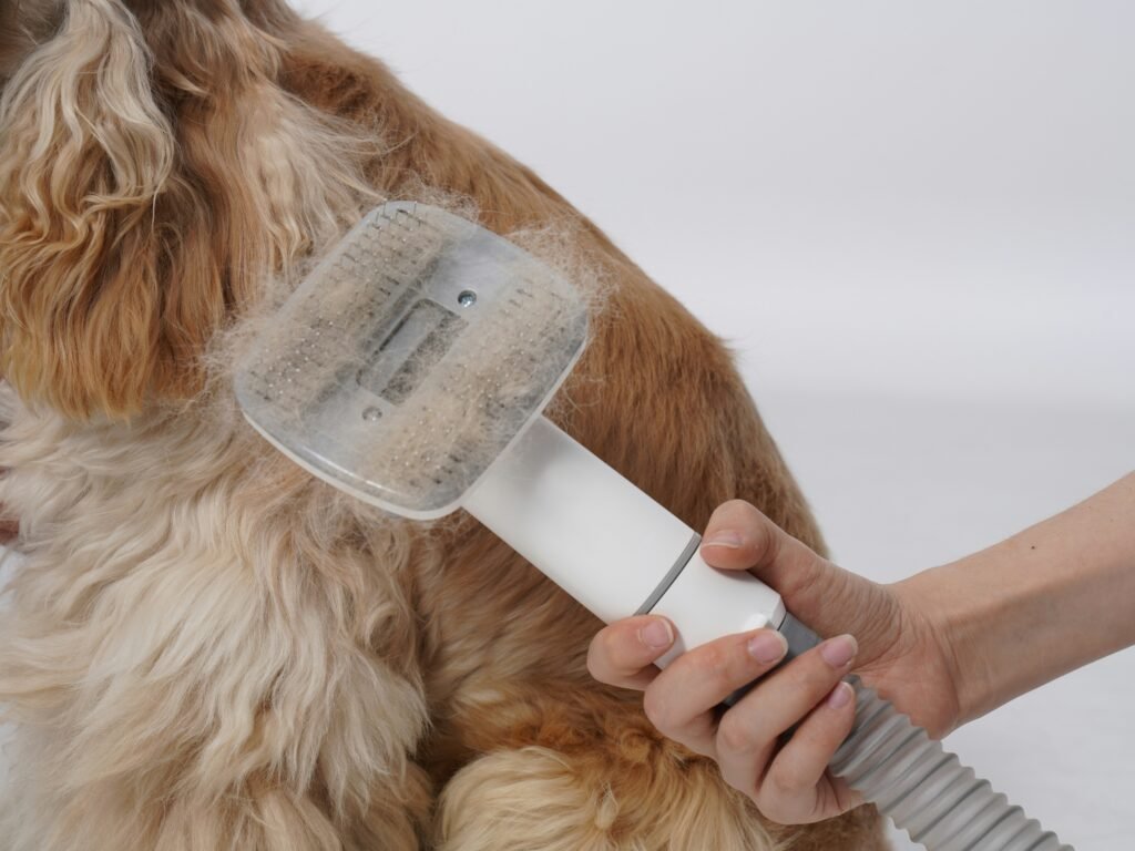 grooming senior large breed dog with brush