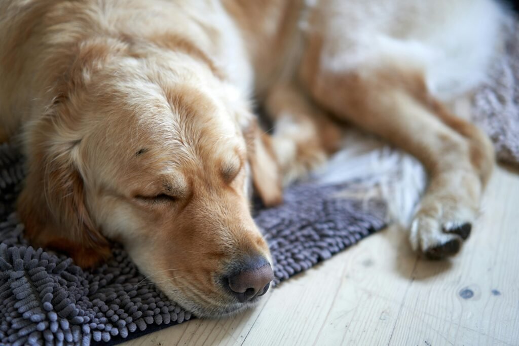 large breed dog lying on cooling mat