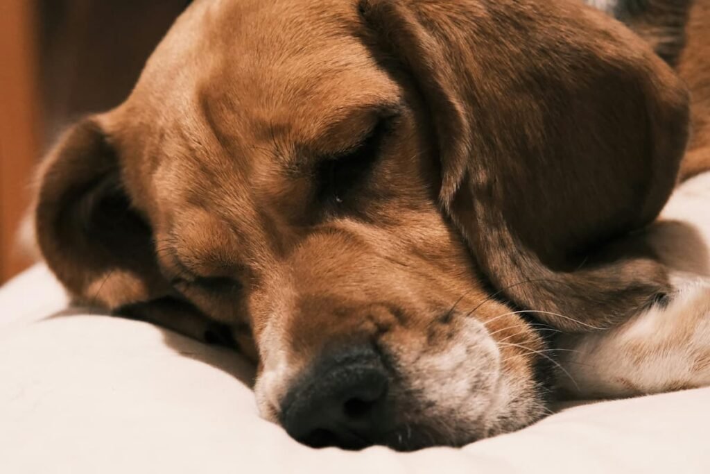 orthopedic dog beds for senior large breed dogs