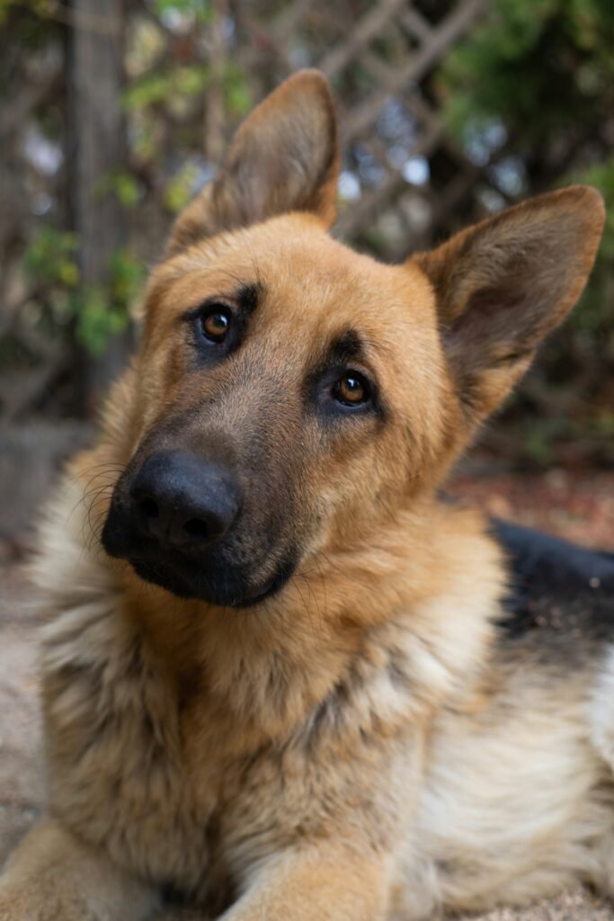 senior large breed dog with hip dysplasia lying down