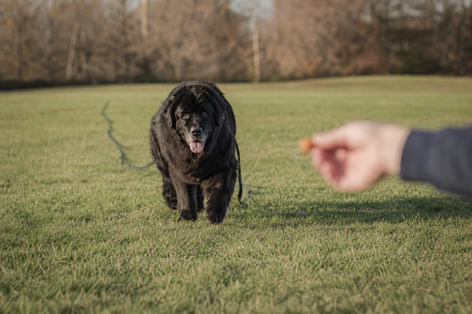 train dog recall large breed