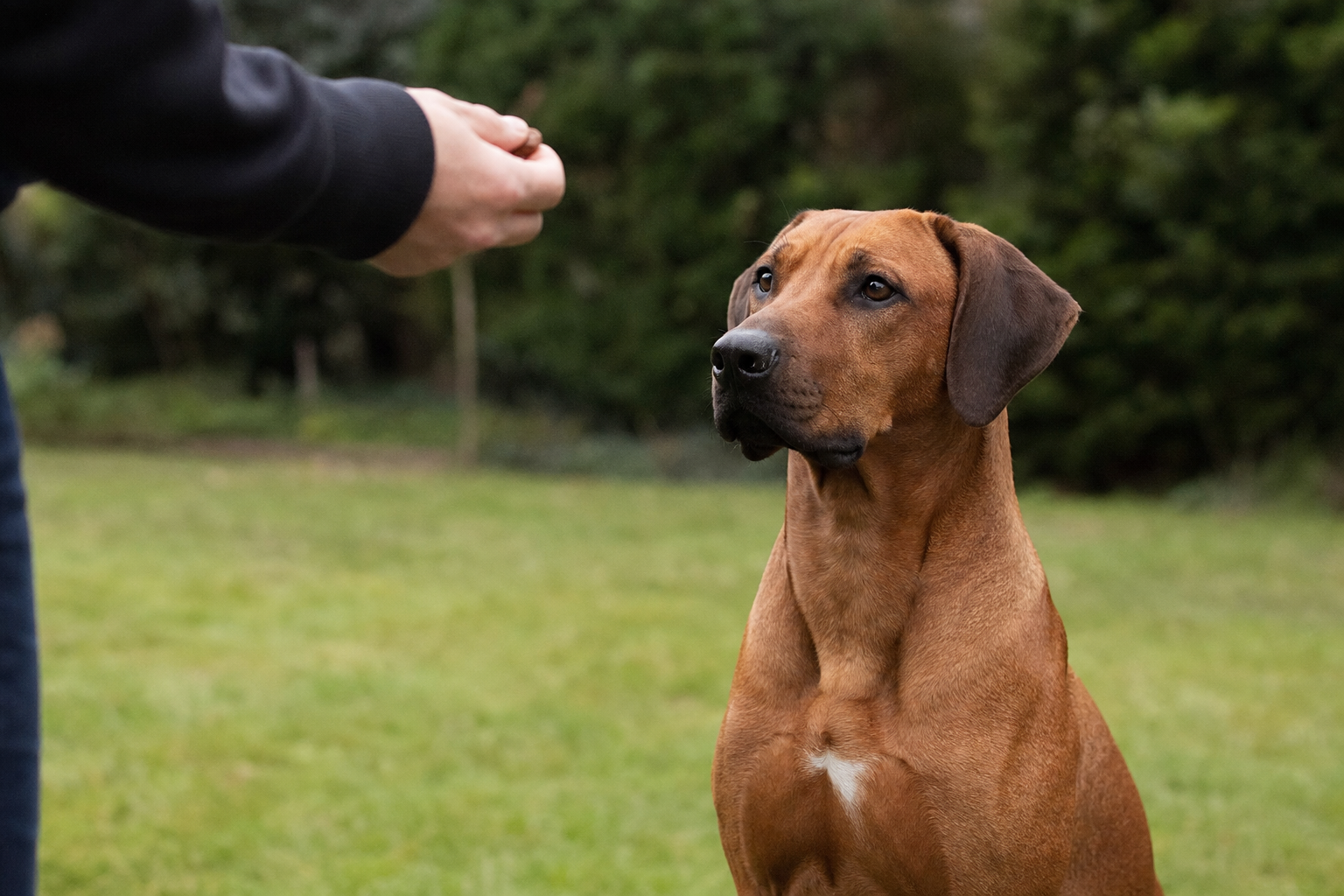 positive reinforcement dogs large breed