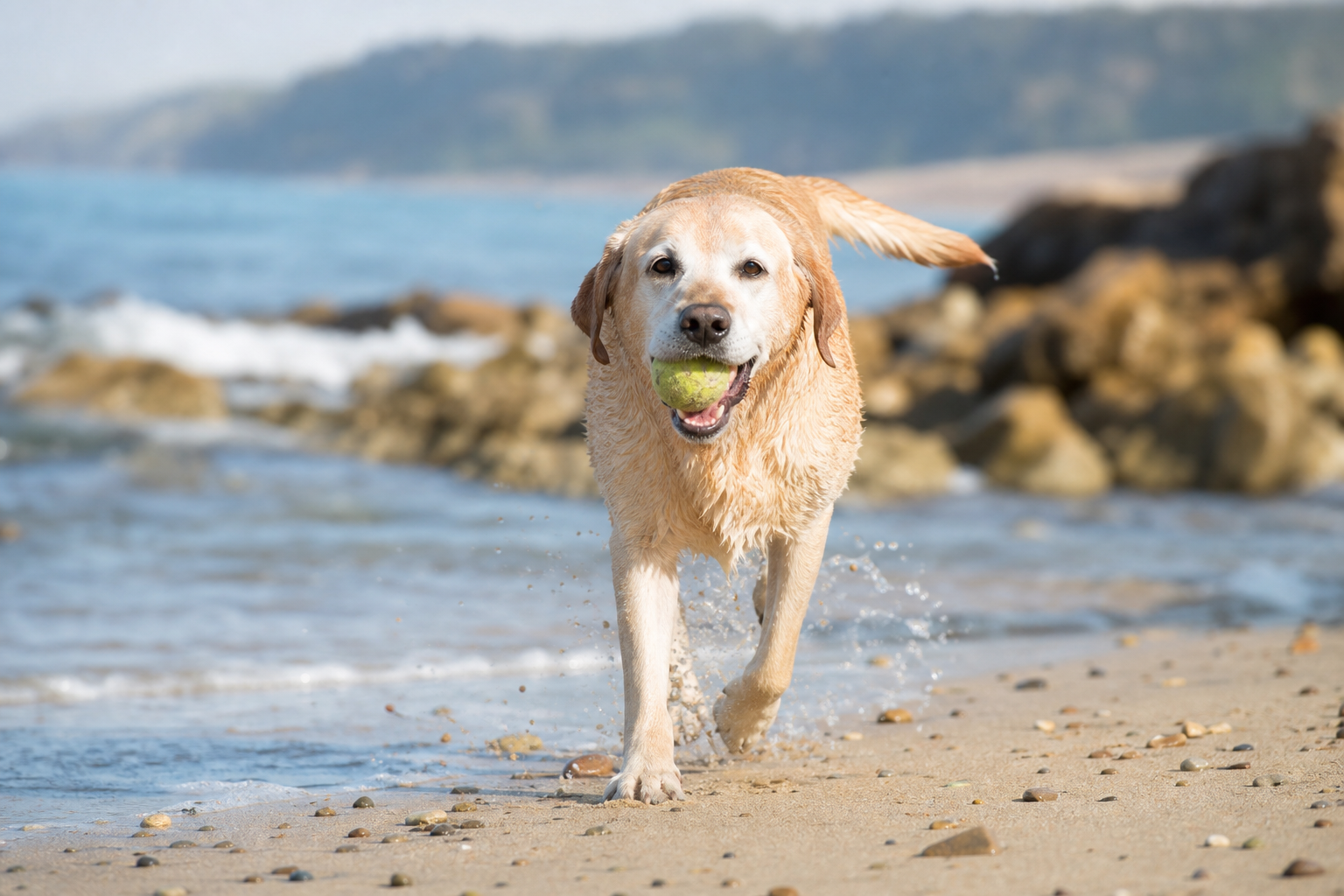 Labrador Retriever lifespan