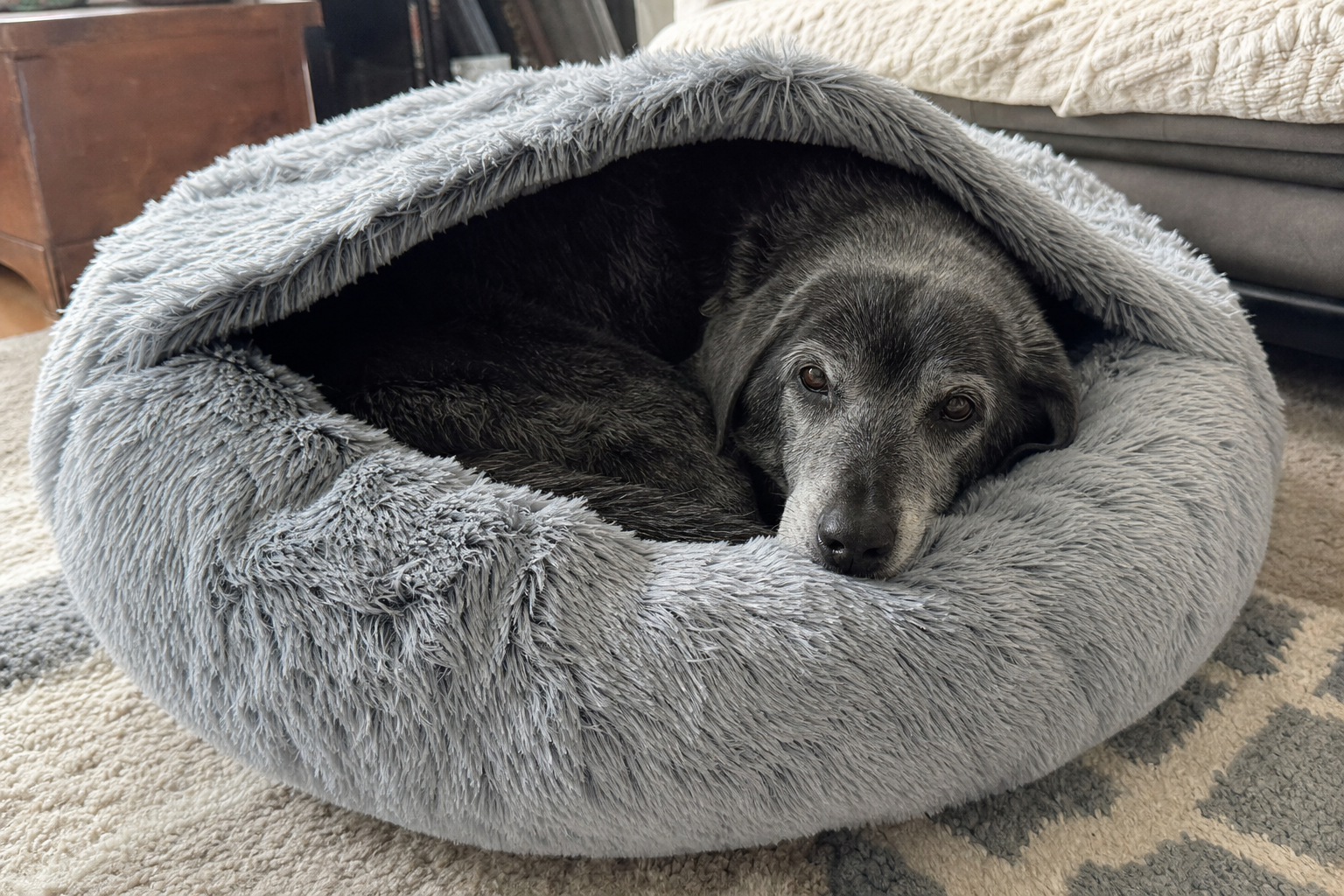 cave dog bed large