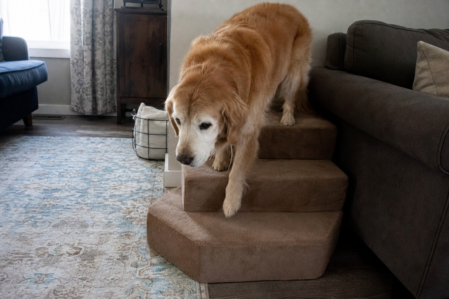 dog rehab stairs large