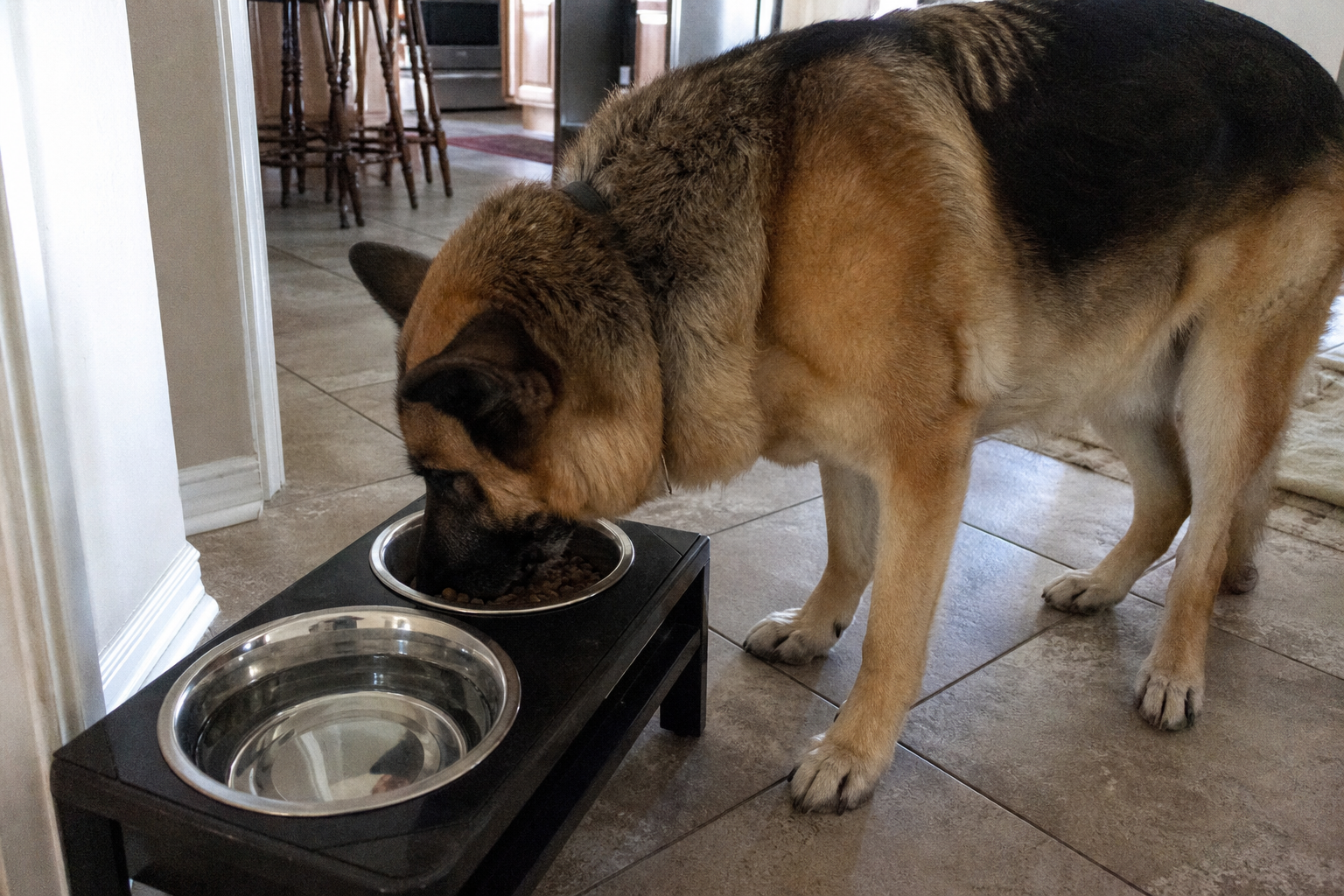 elevated dog bowl